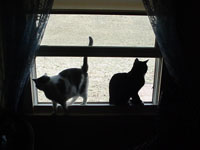 In a rare moment, Jet Jaguar and Banshee share the window sill and watch the squirrells